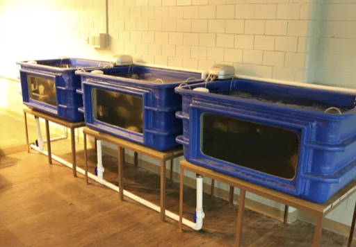 Three blue aquaculture tanks connected by white plumbing