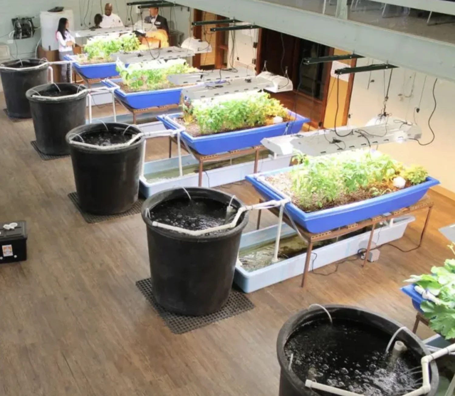 Multi-tank aquaponics lab with rows of growing trays
