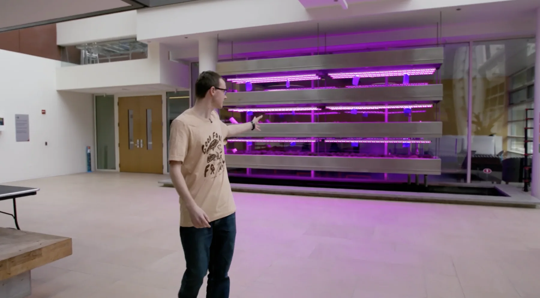 Large indoor grow wall illuminated by purple grow lights